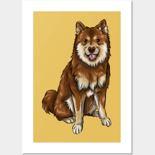 Finnish Lapphund Dog | Chocolate and Tan Posters and Art